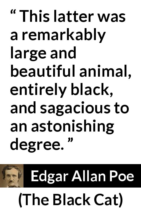 Edgar Allan Poe quote about animal from The Black Cat - This latter was a remarkably large and beautiful animal, entirely black, and sagacious to an astonishing degree.