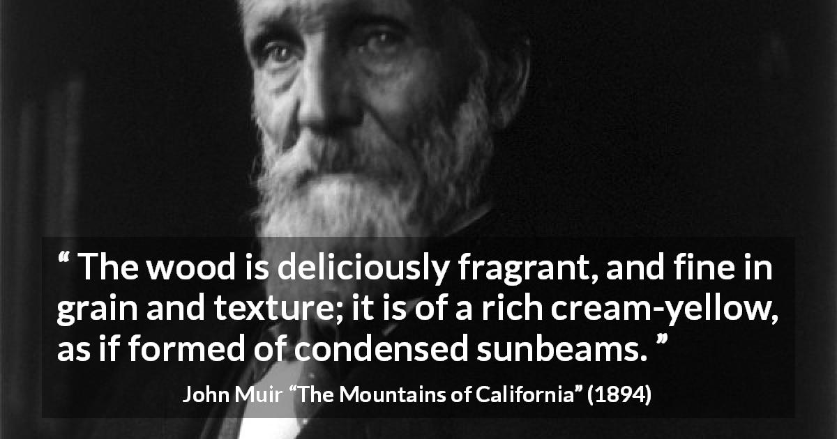 John Muir quote about sun from The Mountains of California - The wood is deliciously fragrant, and fine in grain and texture; it is of a rich cream-yellow, as if formed of condensed sunbeams.