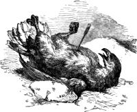 Image de The Eagle and the Arrow