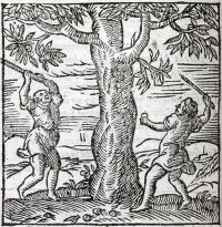 Image de The Walnut-tree