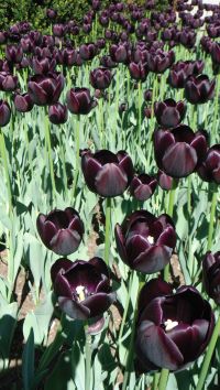 Image de The black tulip