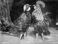 Image de Chantecler