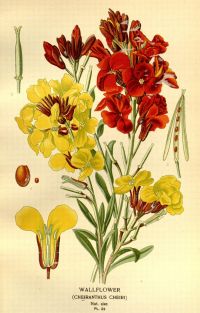 Image de Favourite flowers of garden and greenhouse