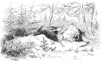 Image de Nouveaux Contes d’Andersen
