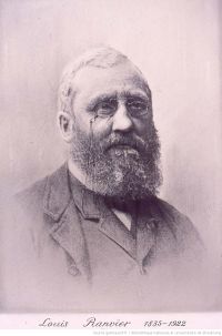 Louis Ranvier