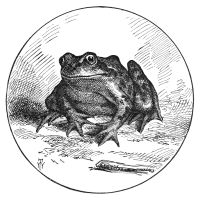 Image de The Celebrated Jumping Frog of Calaveras County
