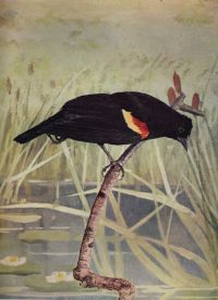 Image de Bird Neighbors