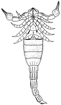 Image de The Scottish Silurian Scorpion