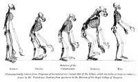 Image de Evidence as to Man's Place in Nature