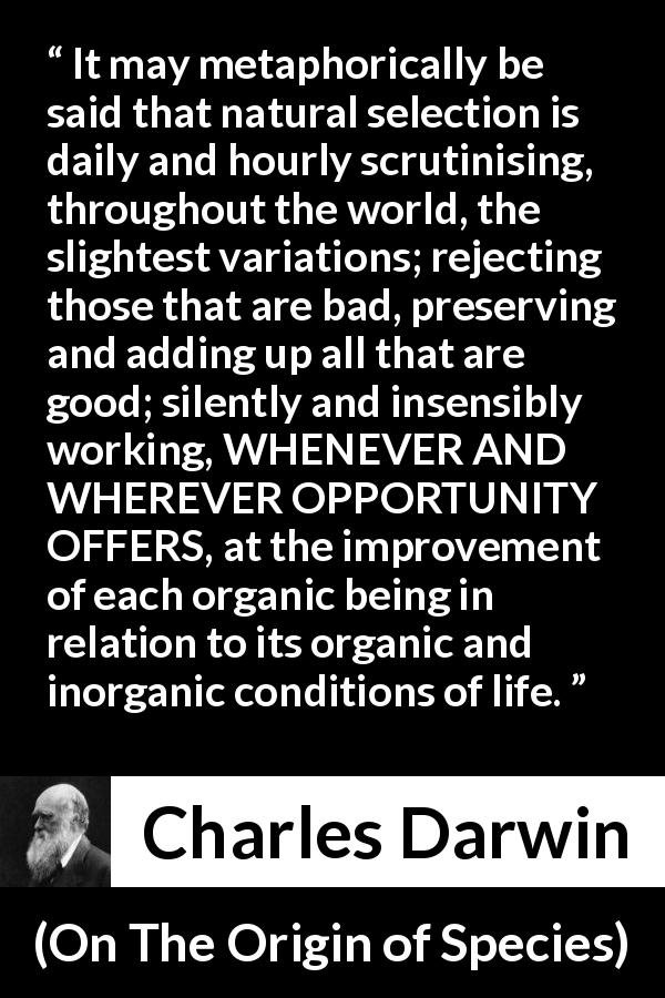 Charles Darwin quote about nature from On The Origin of Species - It may metaphorically be said that natural selection is daily and hourly scrutinising, throughout the world, the slightest variations; rejecting those that are bad, preserving and adding up all that are good; silently and insensibly working, WHENEVER AND WHEREVER OPPORTUNITY OFFERS, at the improvement of each organic being in relation to its organic and inorganic conditions of life.