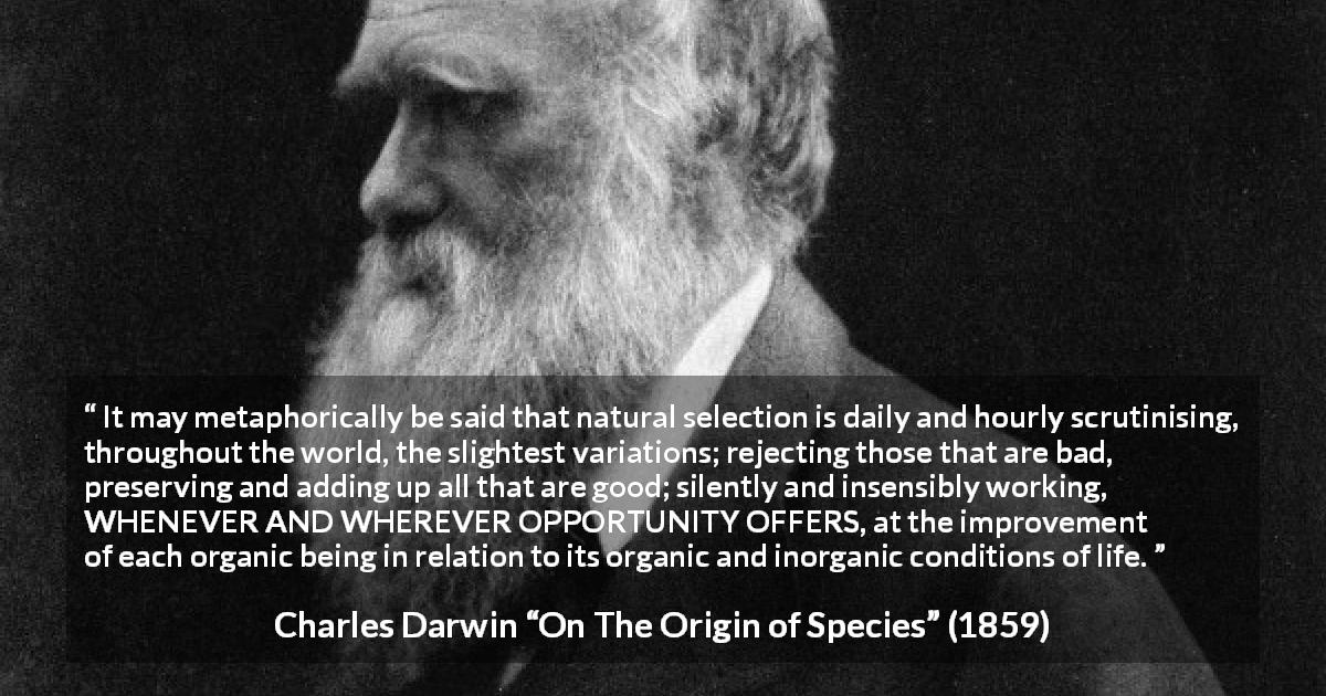Charles Darwin quote about nature from On The Origin of Species - It may metaphorically be said that natural selection is daily and hourly scrutinising, throughout the world, the slightest variations; rejecting those that are bad, preserving and adding up all that are good; silently and insensibly working, WHENEVER AND WHEREVER OPPORTUNITY OFFERS, at the improvement of each organic being in relation to its organic and inorganic conditions of life.