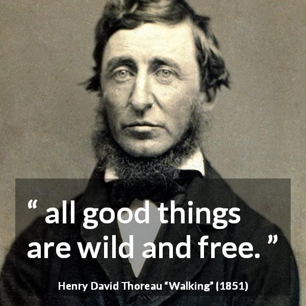 Henry David Thoreau quote about freedom from Walking - all good things are wild and free.