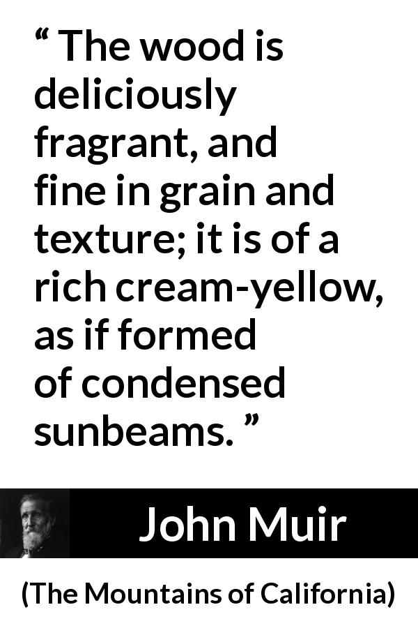 John Muir quote about sun from The Mountains of California - The wood is deliciously fragrant, and fine in grain and texture; it is of a rich cream-yellow, as if formed of condensed sunbeams.