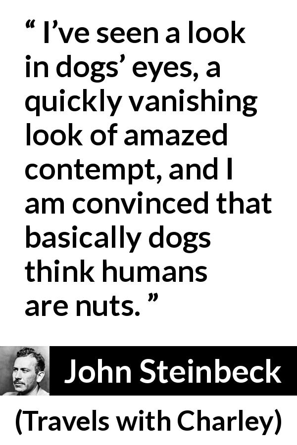 John Steinbeck quote about contempt from Travels with Charley - I’ve seen a look in dogs’ eyes, a quickly vanishing look of amazed contempt, and I am convinced that basically dogs think humans are nuts.